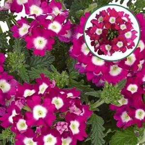 Afbeelding van Verbena P12 Cherry eye